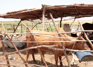 Centre du Mali : des terroristes s’en prennent aux moyens de subsistance des populations