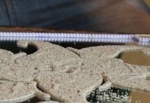 Mali : quand les céréales sont utilisées dans la décoration