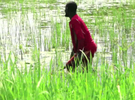 Niger: « Le changement climatique pèse sur nous … et on risque de partir vers d’autres horizons »