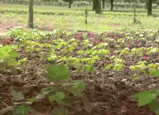 Mali: la Covid-19 menace la culture du coton