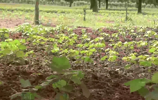 Mali: la Covid-19 menace la culture du coton