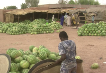 Niger: la pastèque, une culture en plein essor à Agadez