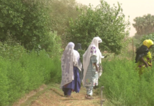 Niger: à Agadez, des femmes s’investissent dans la culture de l’Artemisia