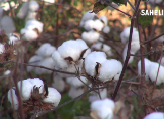 Mali: des paysans sursoient à la culture du coton
