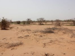 Niger: à Agadez, la coupe abusive de bois inquiète