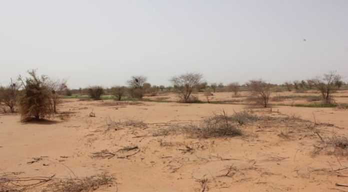 Niger: à Agadez, la coupe abusive de bois inquiète