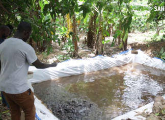 Mali: la pisciculture, une alternative à la diminution des ressources halieutiques