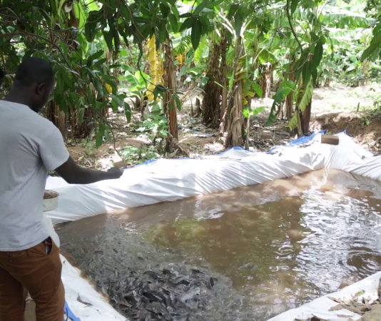 Mali: la pisciculture, une alternative à la diminution des ressources halieutiques
