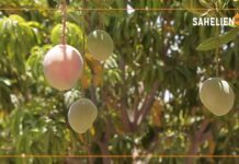 Mangues : la transformation, une alternative au gaspillage