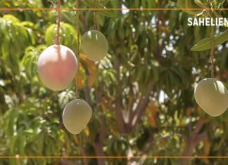 Mangues : la transformation, une alternative au gaspillage