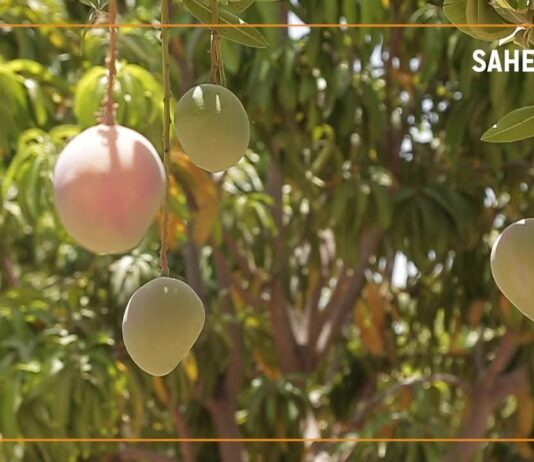 Mangues : la transformation, une alternative au gaspillage