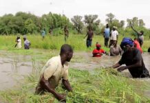 Mali : à Goundam, les paysans se mobilisent contre l’invasion des plantes aquatiques