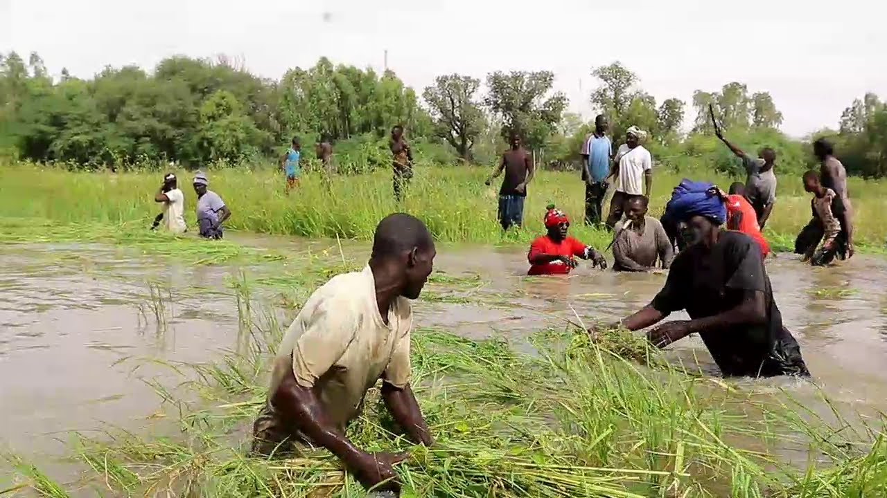 Mali à Goundam, les paysans se mobilisent contre l’invasion des