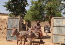 L’âne, une attraction du Festival sur le Niger à Ségou