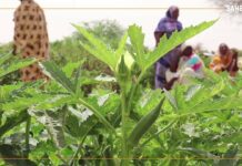 Mali/Tombouctou : relever les défis de la production maraîchère