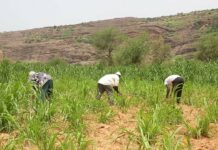 Mali : « au pays Dogon », les agriculteurs sous pression terroriste