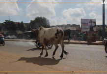 𝗥𝗲𝗴𝗮𝗿𝗱 𝘀𝘂𝗿…la divagation des animaux sur la voie publique