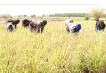 Mali/Tombouctou : la production locale de riz face aux besoins croissants