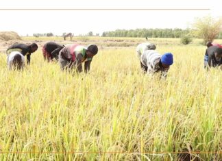Mali/Tombouctou : la production locale de riz face aux besoins croissants