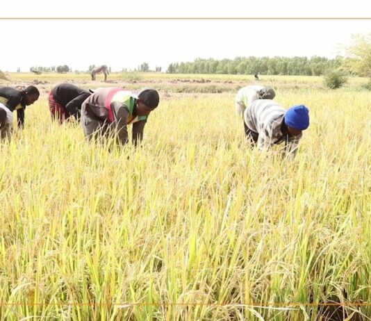 Mali/Tombouctou : la production locale de riz face aux besoins croissants