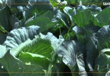 Mali : le jardinage biologique, une passion pour El Habib Maïga à Gao