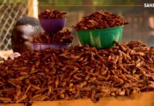 𝗥𝗲𝗴𝗮𝗿𝗱 𝘀𝘂𝗿…le commerce de criquets au Niger