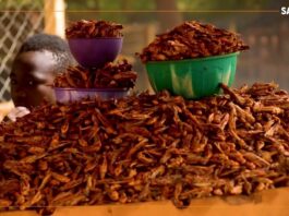 𝗥𝗲𝗴𝗮𝗿𝗱 𝘀𝘂𝗿…le commerce de criquets au Niger