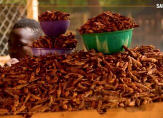 𝗥𝗲𝗴𝗮𝗿𝗱 𝘀𝘂𝗿…le commerce de criquets au Niger