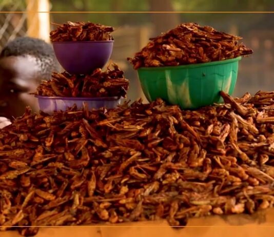 𝗥𝗲𝗴𝗮𝗿𝗱 𝘀𝘂𝗿…le commerce de criquets au Niger