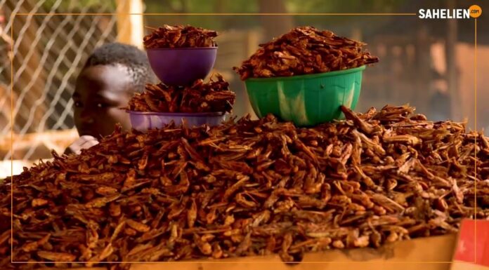 𝗥𝗲𝗴𝗮𝗿𝗱 𝘀𝘂𝗿…le commerce de criquets au Niger