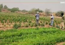 Mali : à Ménaka, les maraichers veulent relever le défi de l’autosuffisance en légumes