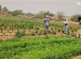 Mali : à Ménaka, les maraichers veulent relever le défi de l’autosuffisance en légumes