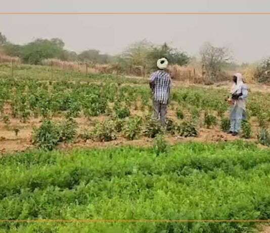 Mali : à Ménaka, les maraichers veulent relever le défi de l’autosuffisance en légumes