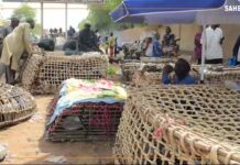 Niger : à Niamey, le marché de la volaille s’anime à la veille de la fête du ramadan