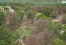 Mali : à Siby, le dessèchement d’un millier de manguiers inquiète les producteurs