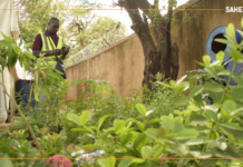 Arnaud Sow, paysagiste : « Il faut créer des espaces verts pour changer les conditions climatiques »