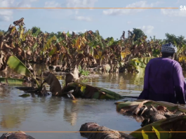 Mali-Niger : des milliers d’hectares de cultures sous les eaux