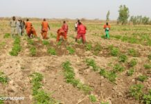 Burkina Faso/Travail d’intérêt général : favoriser la réinsertion sociale des détenus