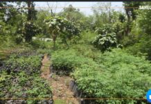 Mali : des femmes transformatrices s’engagent à restaurer des terres dégradées