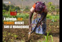 Mali : le maraîchage, ‘l’or vert’ de ces femmes à Kéniéba