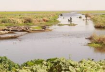 Mali/Tombouctou : des activités économiques renaissent avec la crue exceptionnelle du lac Faguibine