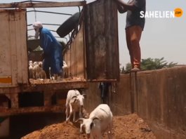 Niger : levée de l’interdiction d’exportation du bétail après la Tabaski