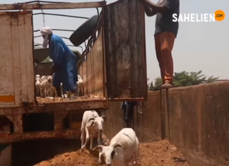 Niger : levée de l’interdiction d’exportation du bétail après la Tabaski