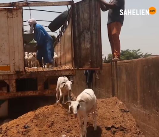 Niger : levée de l’interdiction d’exportation du bétail après la Tabaski