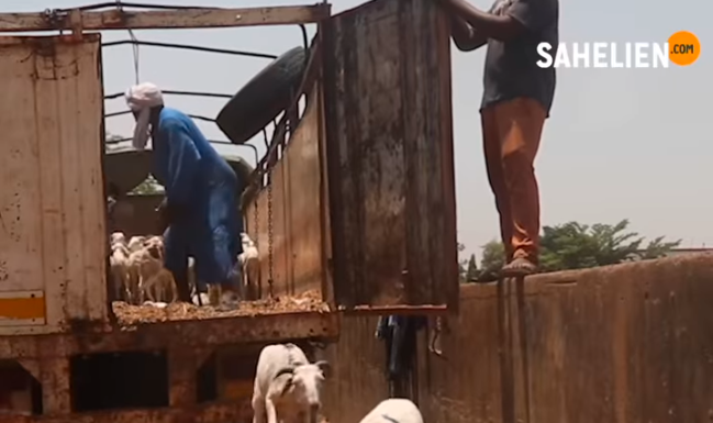 Niger : levée de l’interdiction d’exportation du bétail après la Tabaski