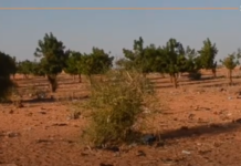 Saheli Kunkan du 28 juillet au 4 août 2025