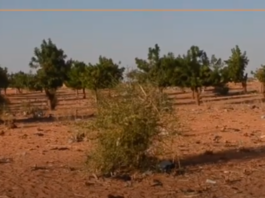 Saheli Kunkan du 28 juillet au 4 août 2025