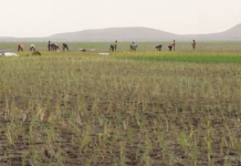 Mali/Tombouctou : relance de la culture du riz dans le Faguibine plus de 40 ans après