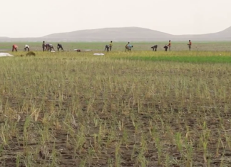 Mali/Tombouctou : relance de la culture du riz dans le Faguibine plus de 40 ans après