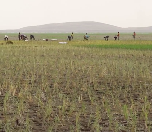 Mali/Tombouctou : relance de la culture du riz dans le Faguibine plus de 40 ans après